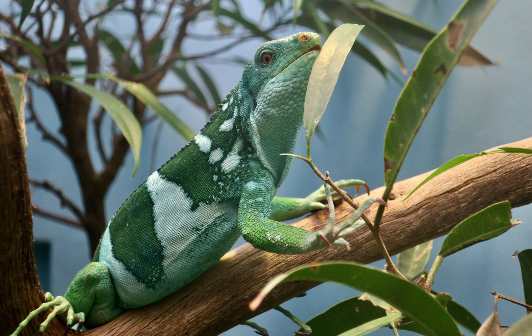 Central Fijian Banded Iguana (Brachylophus cf. bulabula)