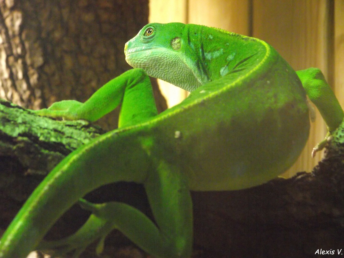Central Fijian Banded Iguana - Zooparc de Beauval - 12/04/2025