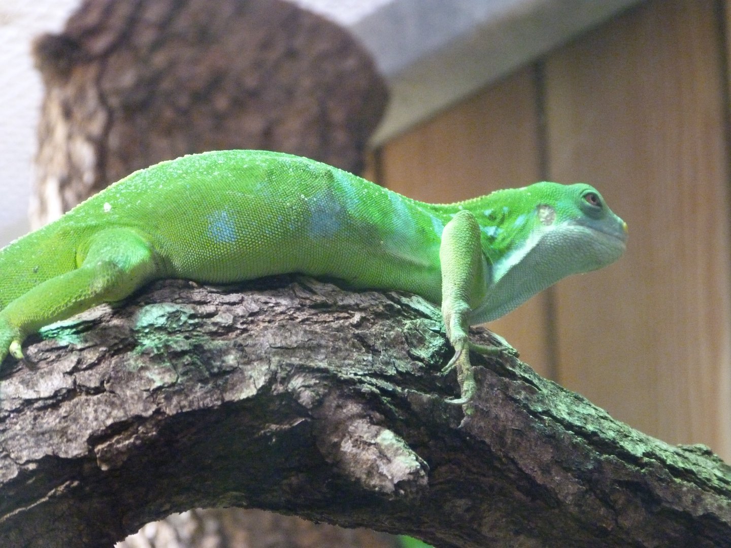 Central Fijian banded iguana -ZooParc de Beauval (2025)