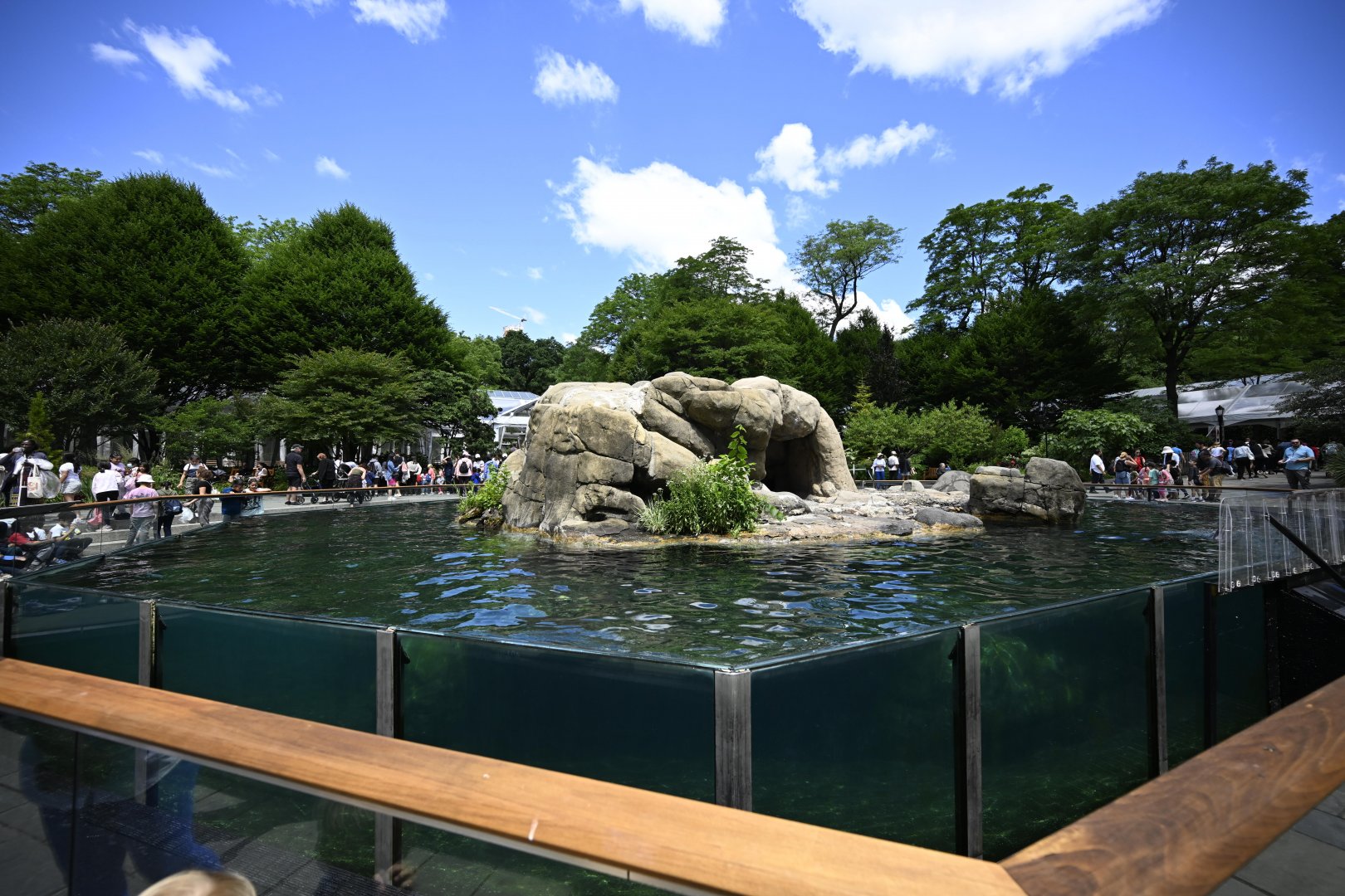 Central Garden - California Sea Lion (Zalophus californianus) Exhibit