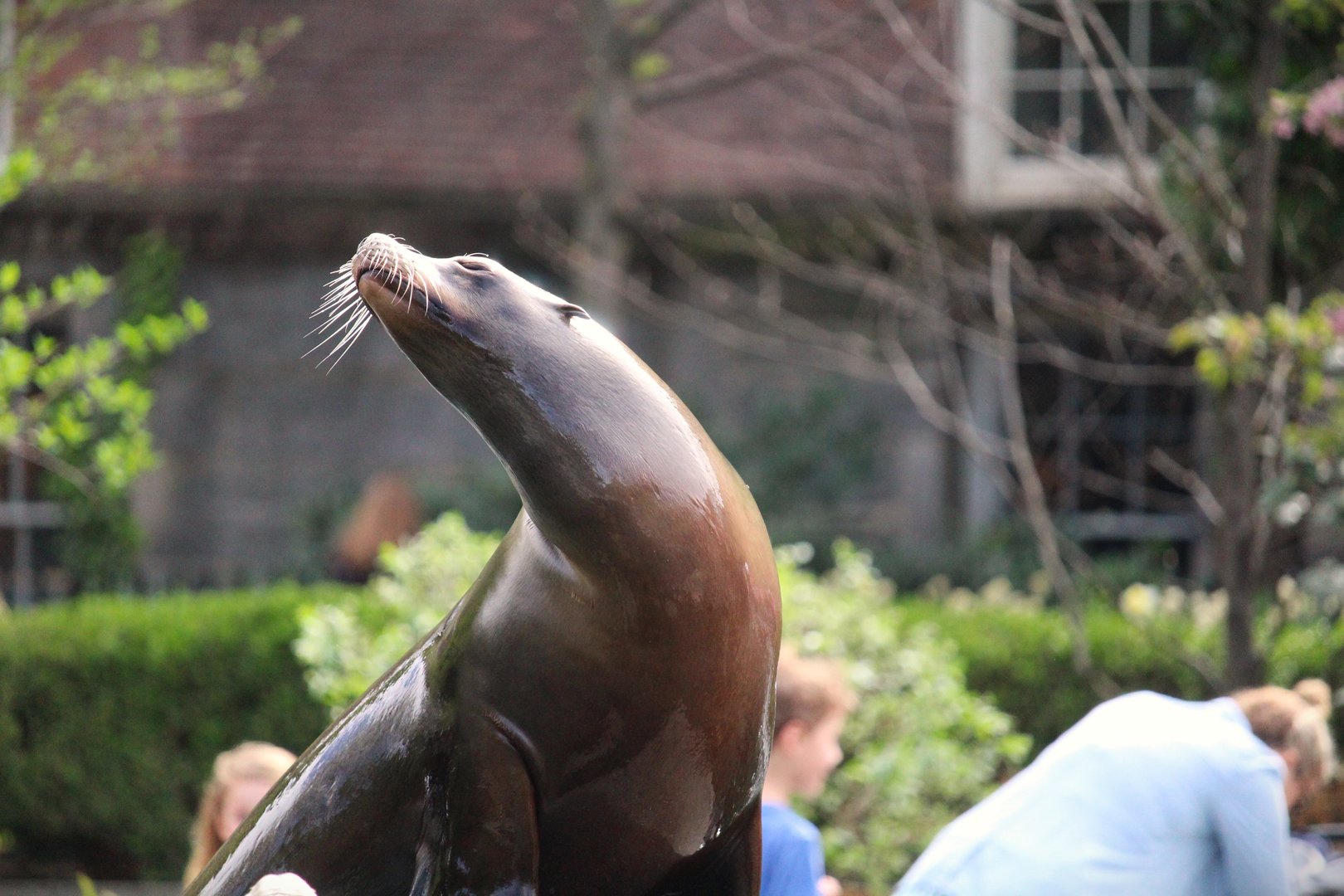 Central Garden - California Sea Lion