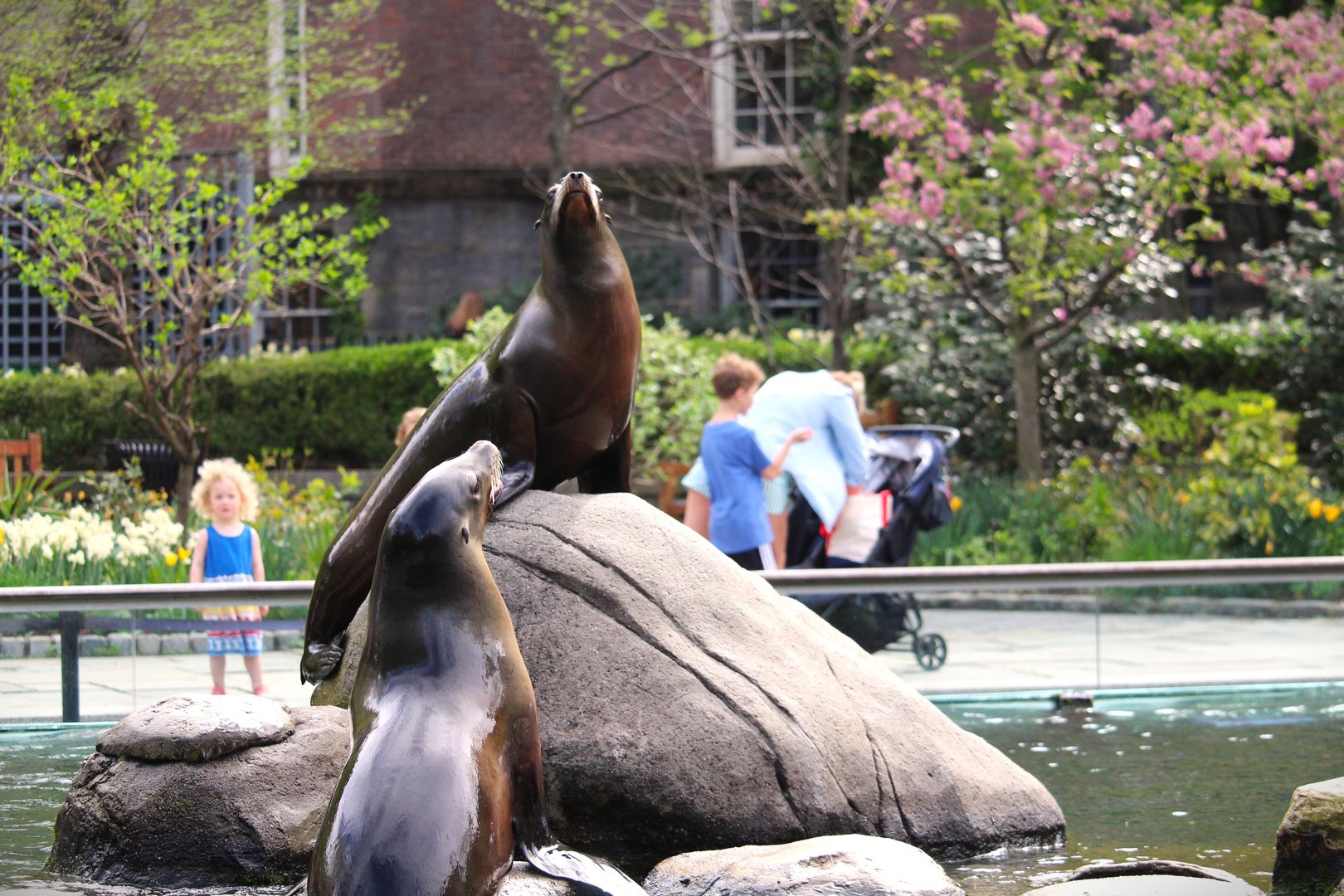 Central Garden - California Sea Lion