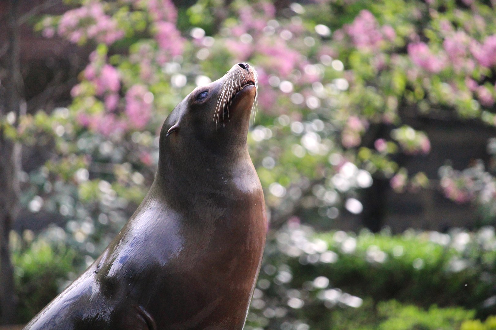 Central Garden - California Sea Lion