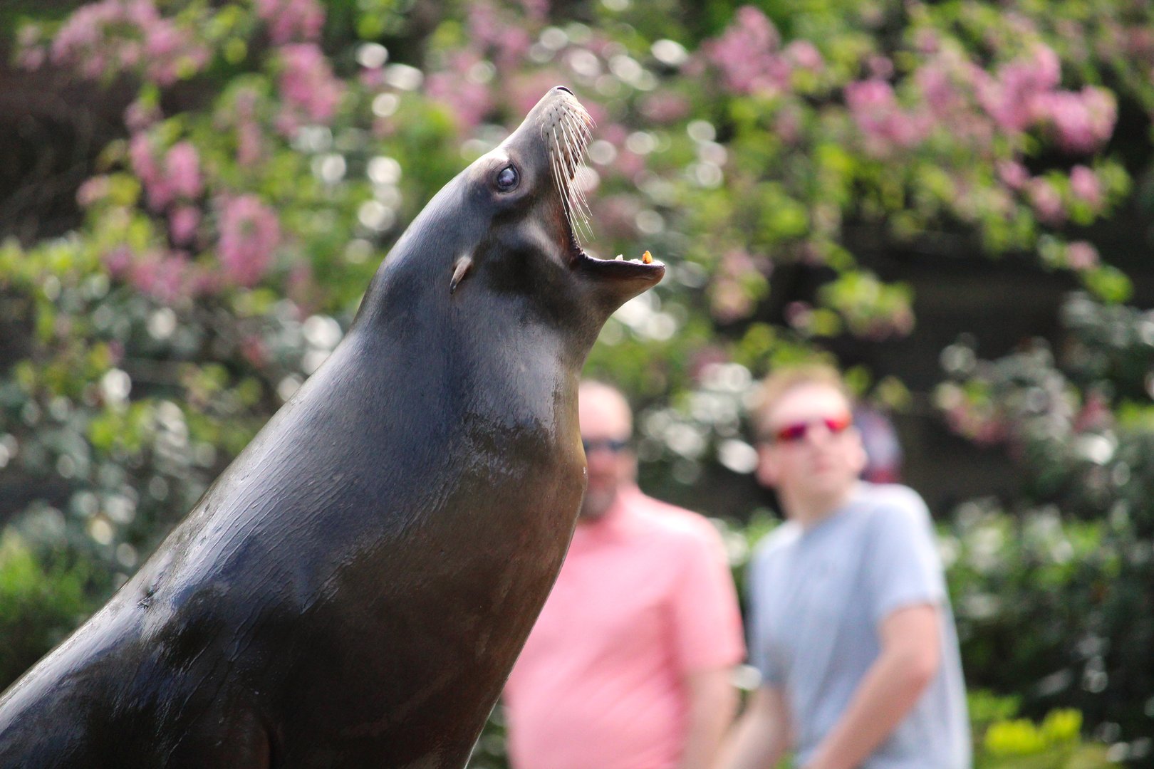 Central Garden - California Sea Lion