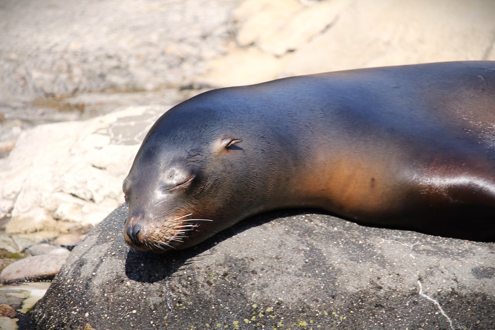 Central Garden - California Sea Lion