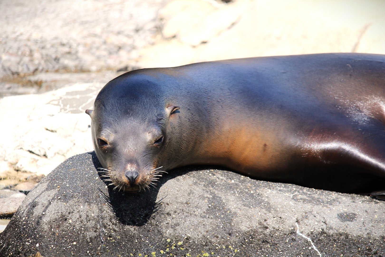 Central Garden - California Sea Lion