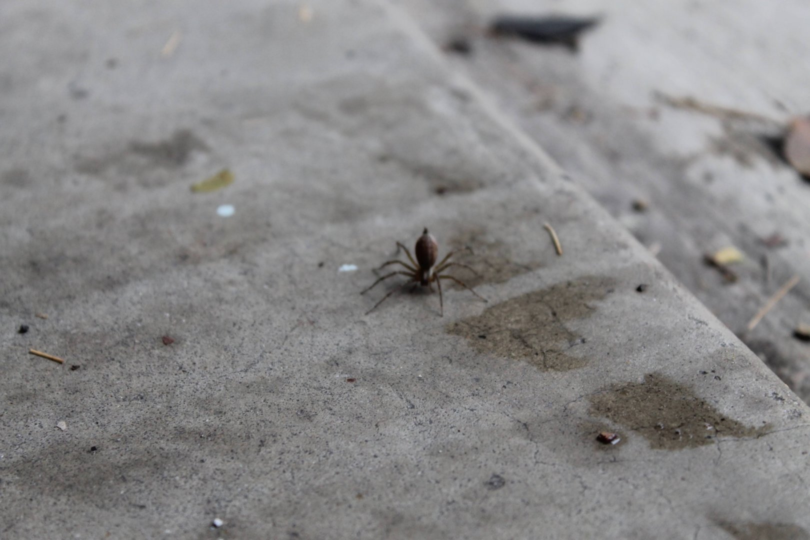 Central Illinois Spider (Unidentified)