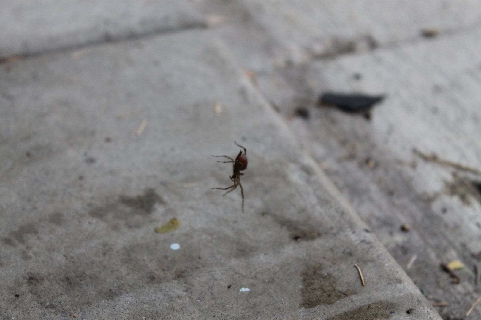 Central Illinois Spider (Unidentified)