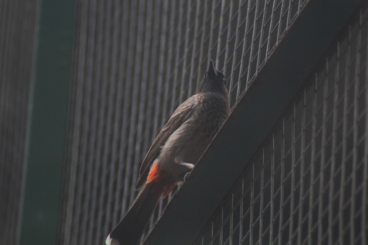 Central Indian red-vented bulbul (Pycnonotus cafer humayuni)