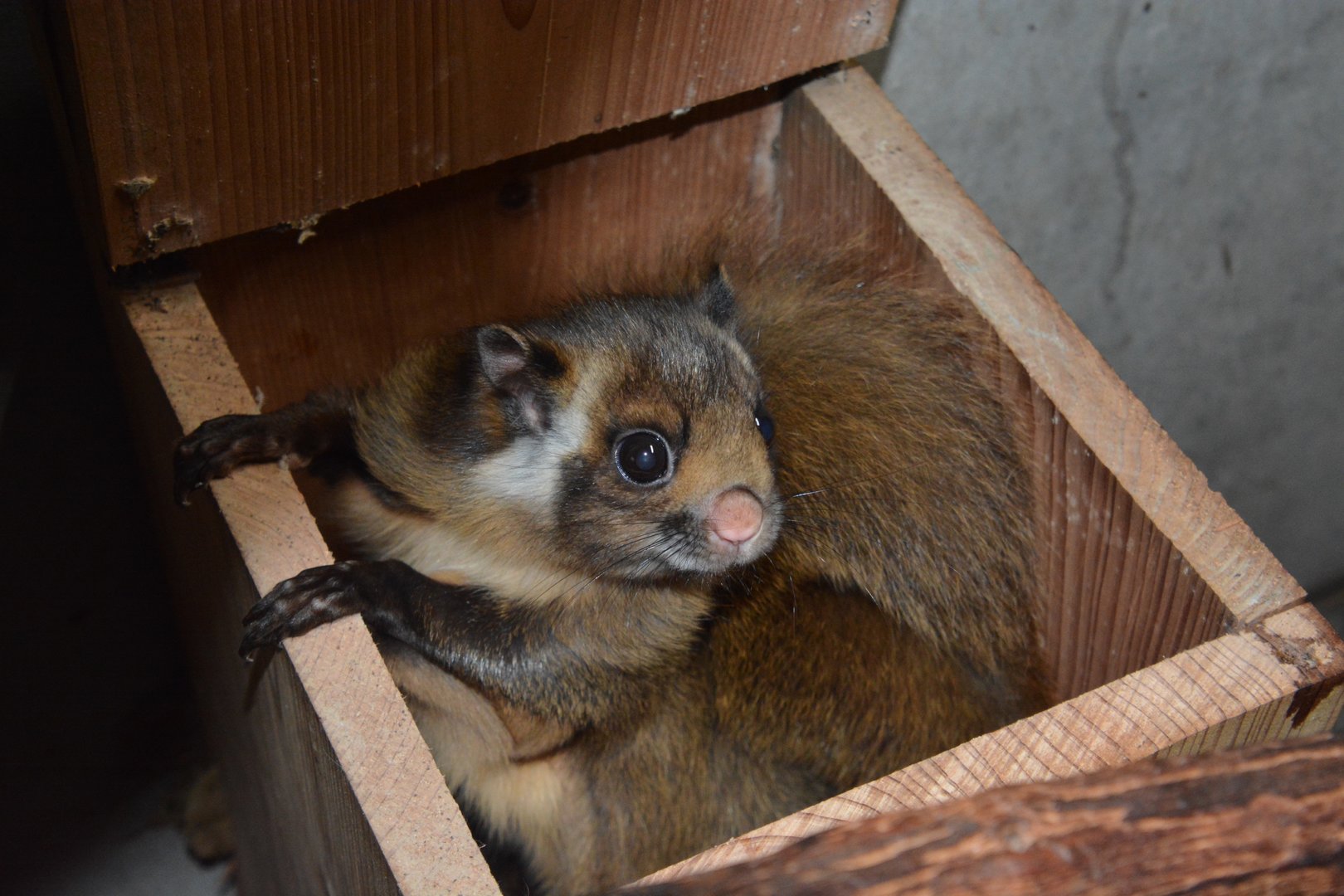 Central Japanese giant flying squirrel (Petaurista leucogenys oreas)