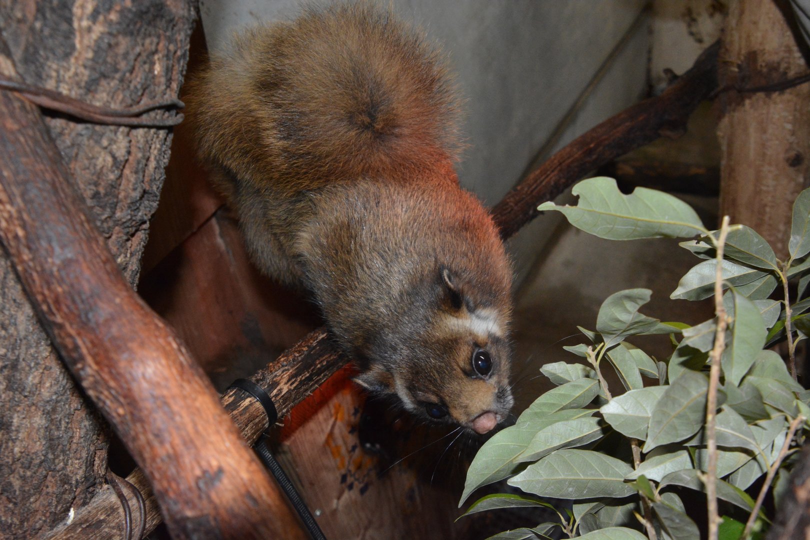 Central Japanese giant flying squirrel (Petaurista leucogenys oreas)