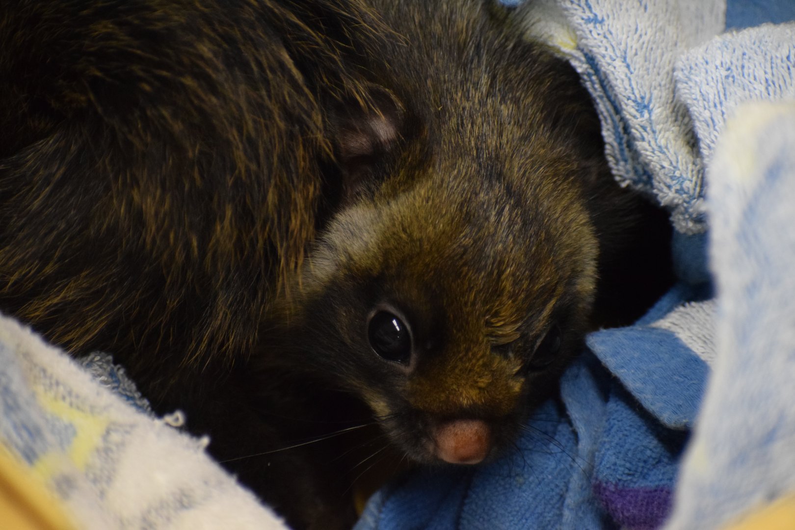 Central Japanese giant flying squirrel
