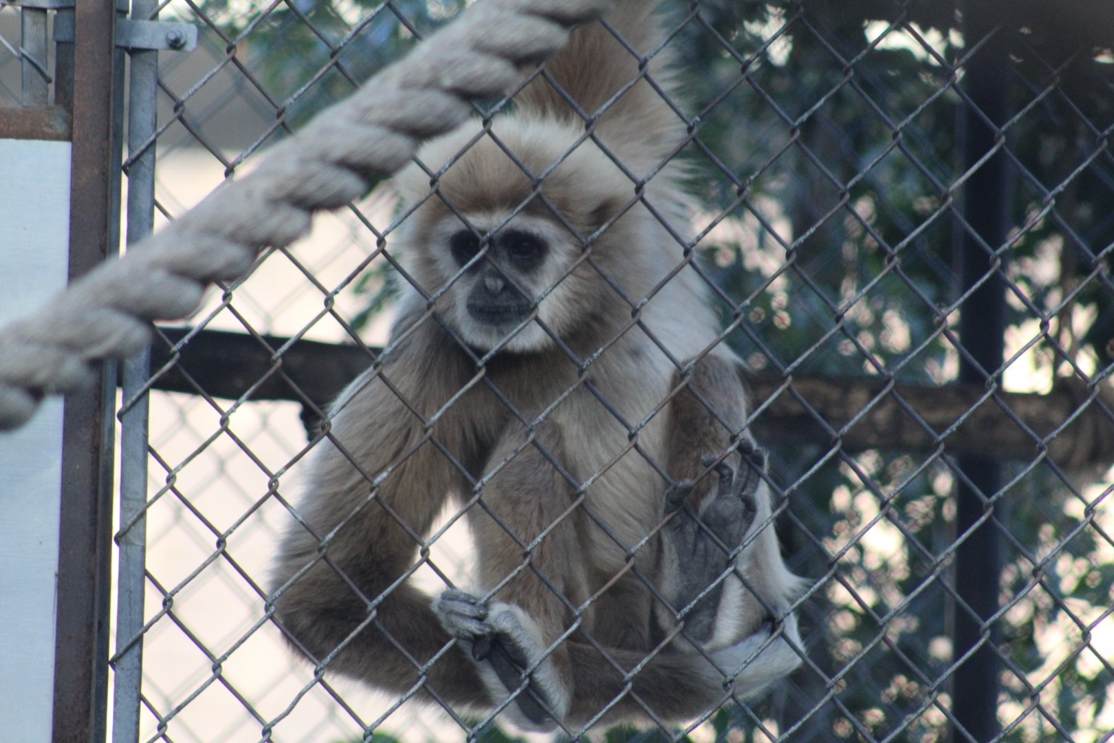 Central Lar Gibbon