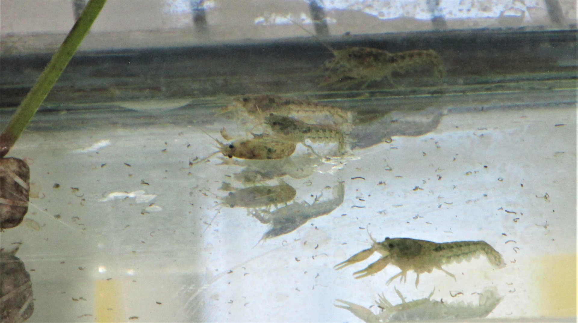 central mexican freshwater crawfish cambarellus montezumae