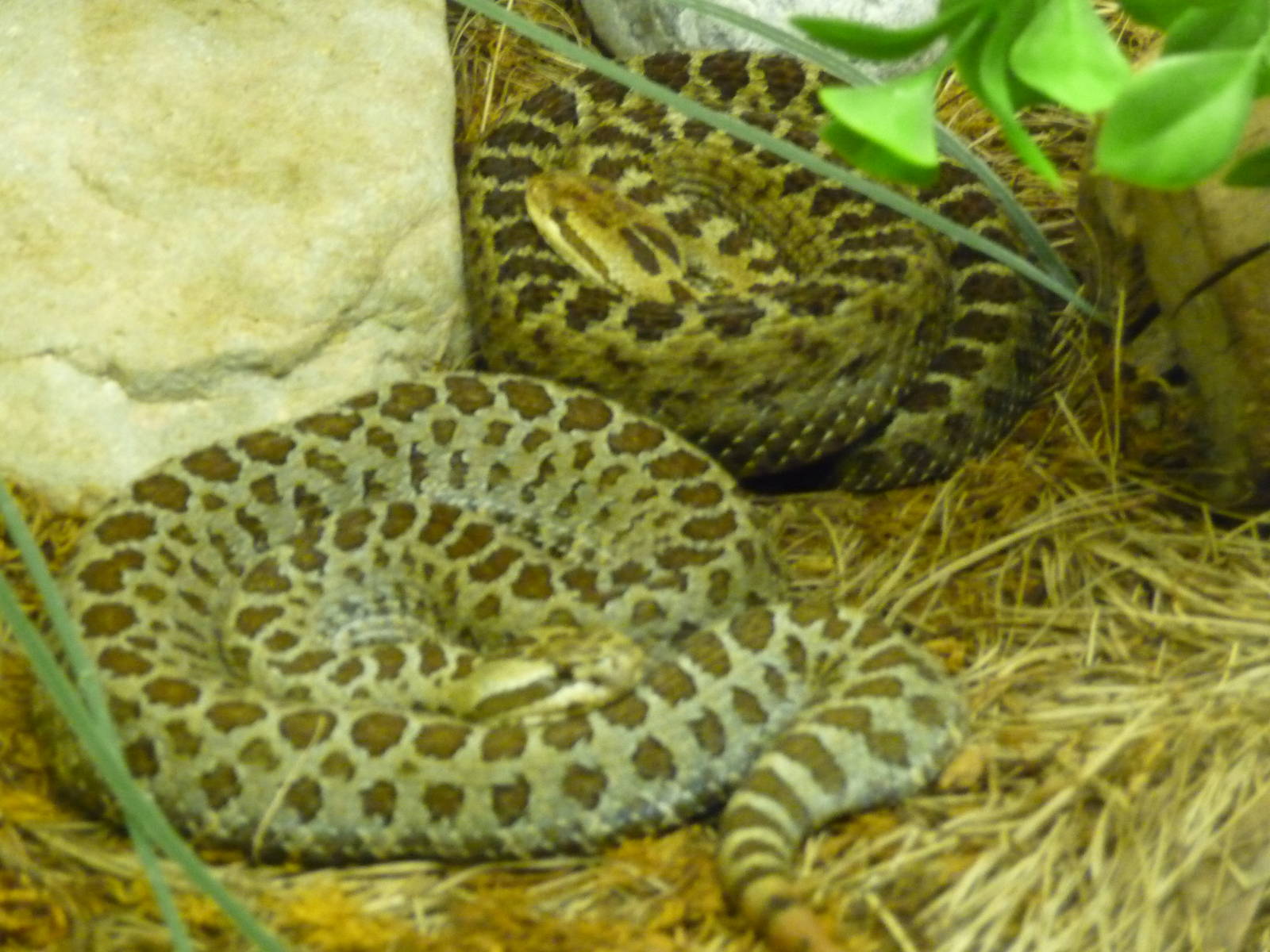 central mexican rattlesnakes chapultepec zoo