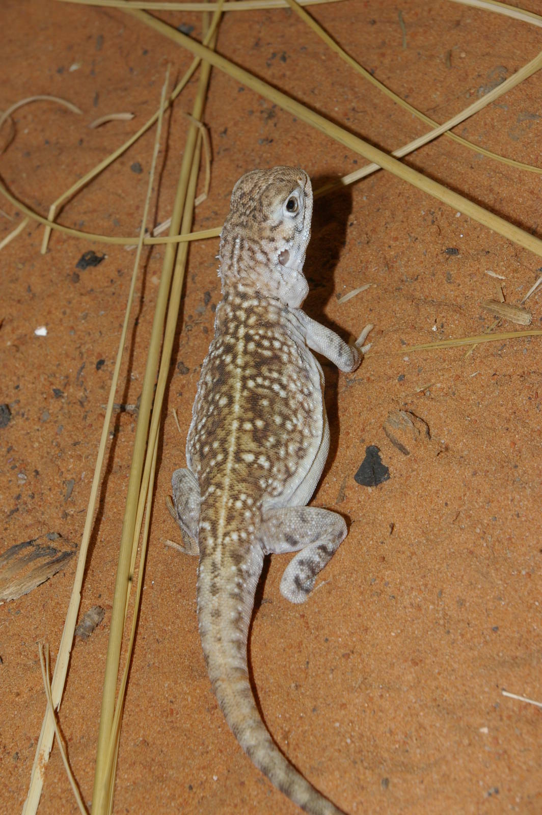 central netted dragon (Ctenophorus nuchalis)