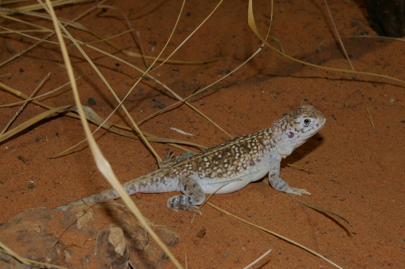 central netted dragon (Ctenophorus nuchalis)