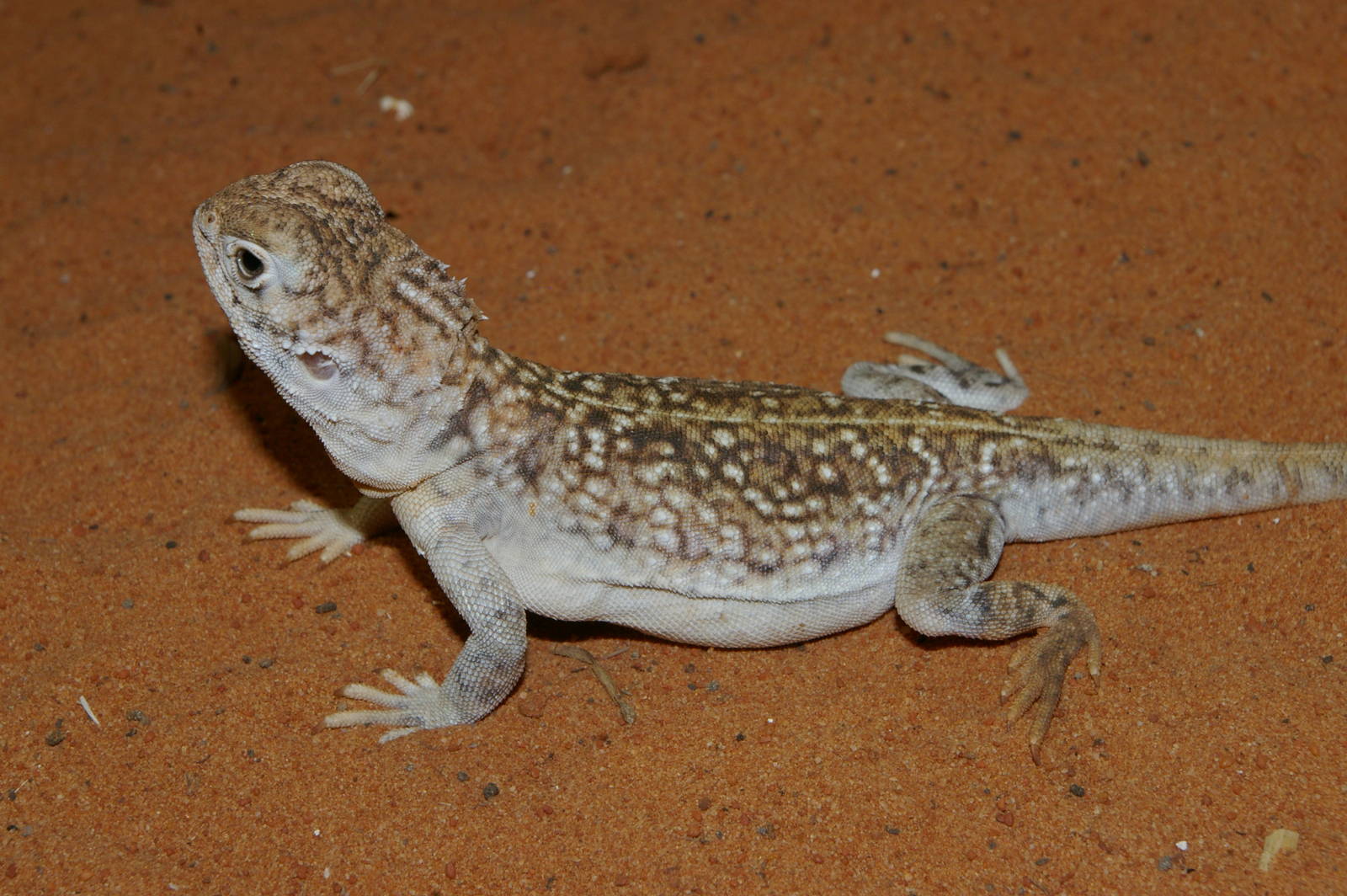 central netted dragon (Ctenophorus nuchalis)