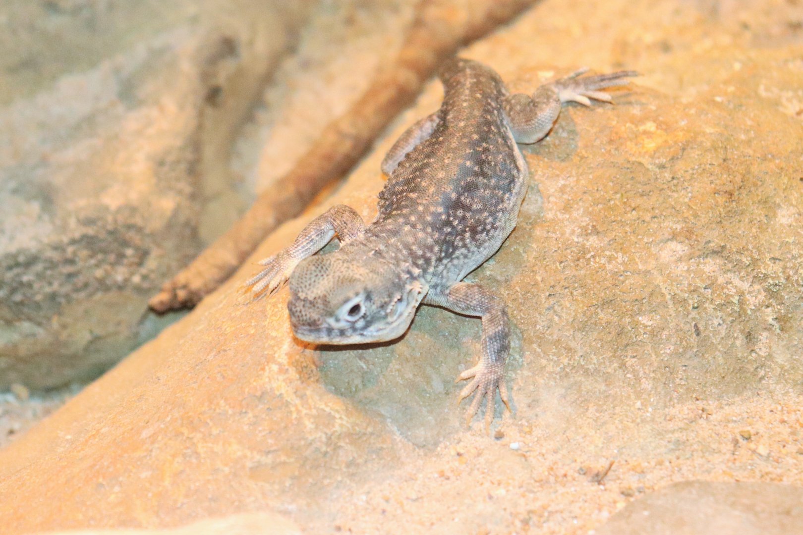 Central Netted Dragon (Ctenophorus nuchalis)
