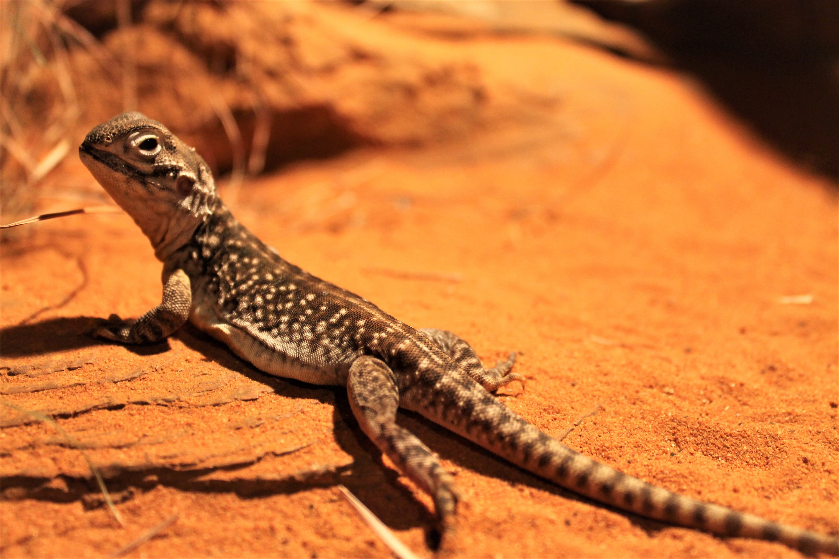 Central Netted Dragon (Ctenophorus nuchalis)