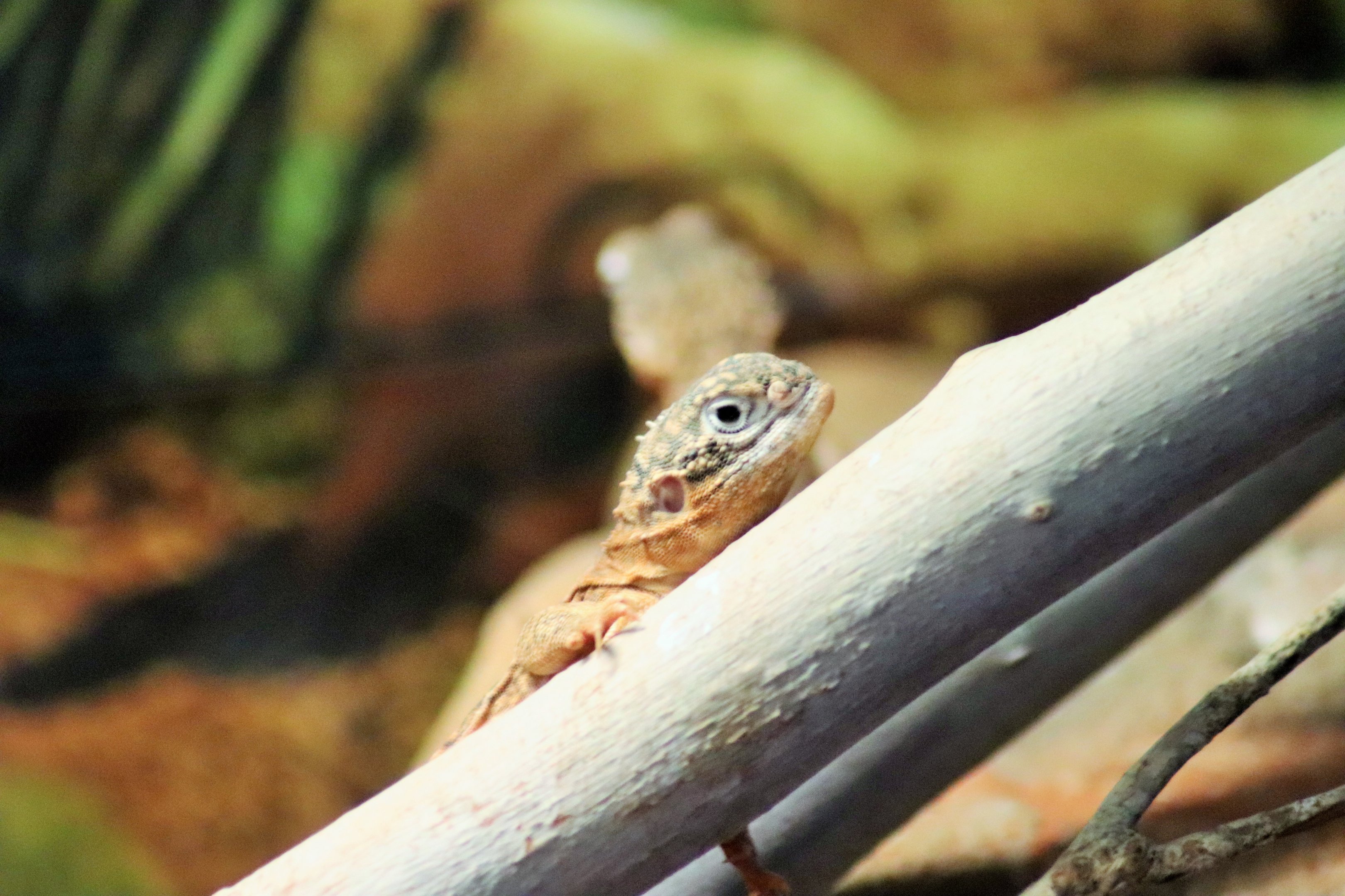 Central Netted Dragon (Ctenophorus nuchalis)