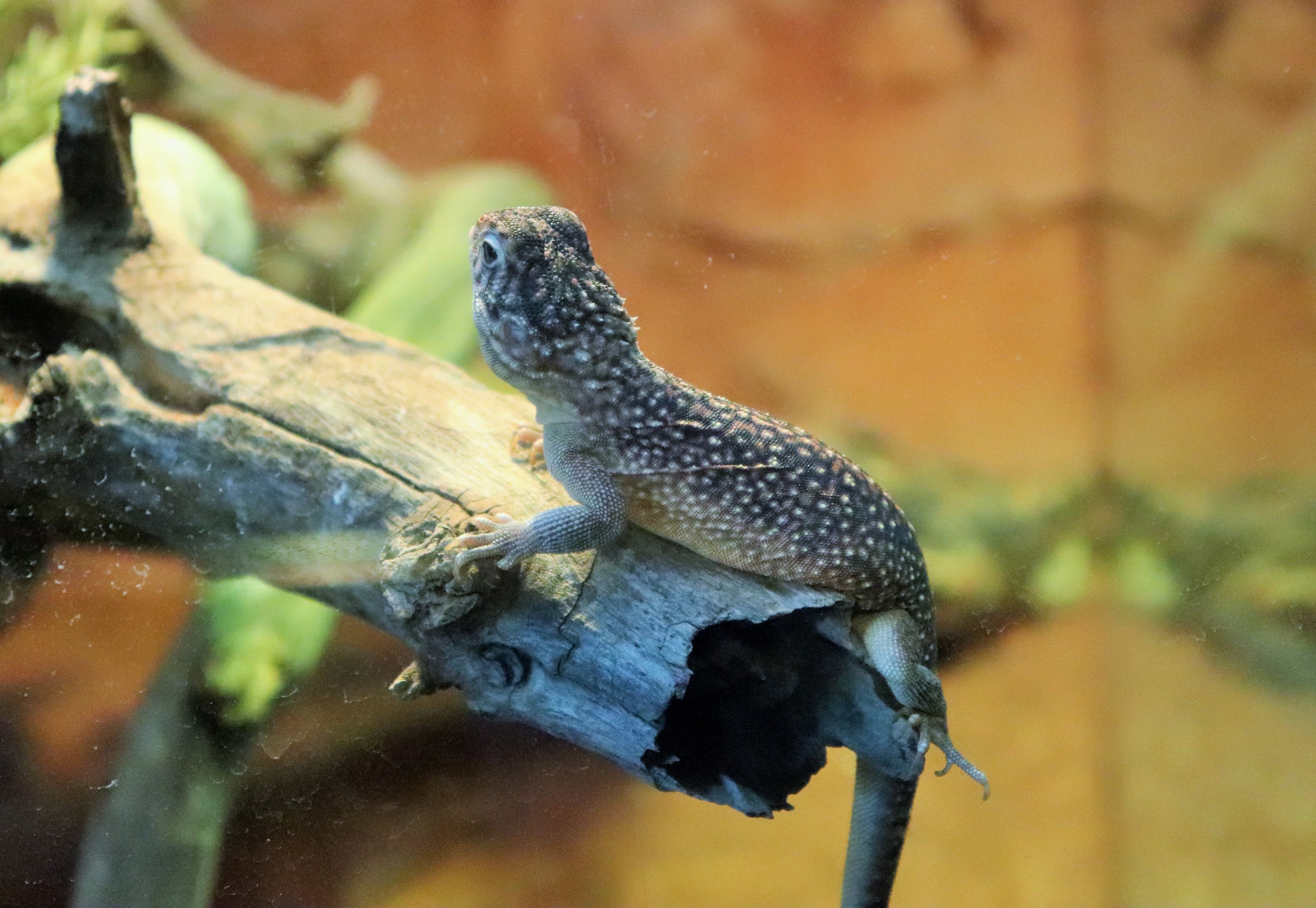 Central Netted Dragon (Ctenophorus nuchalis)