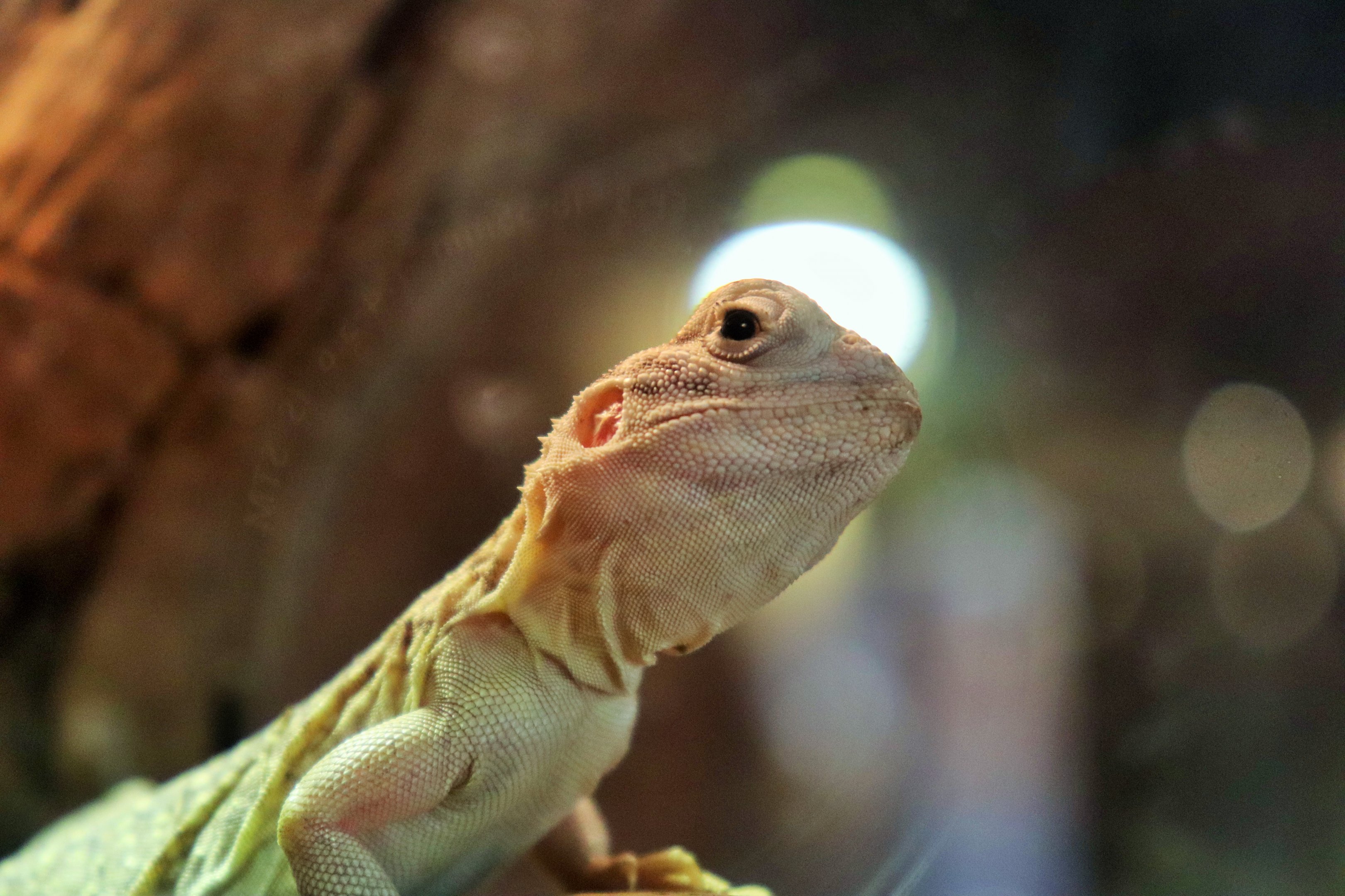 Central Netted Dragon (Ctenophorus nuchalis)
