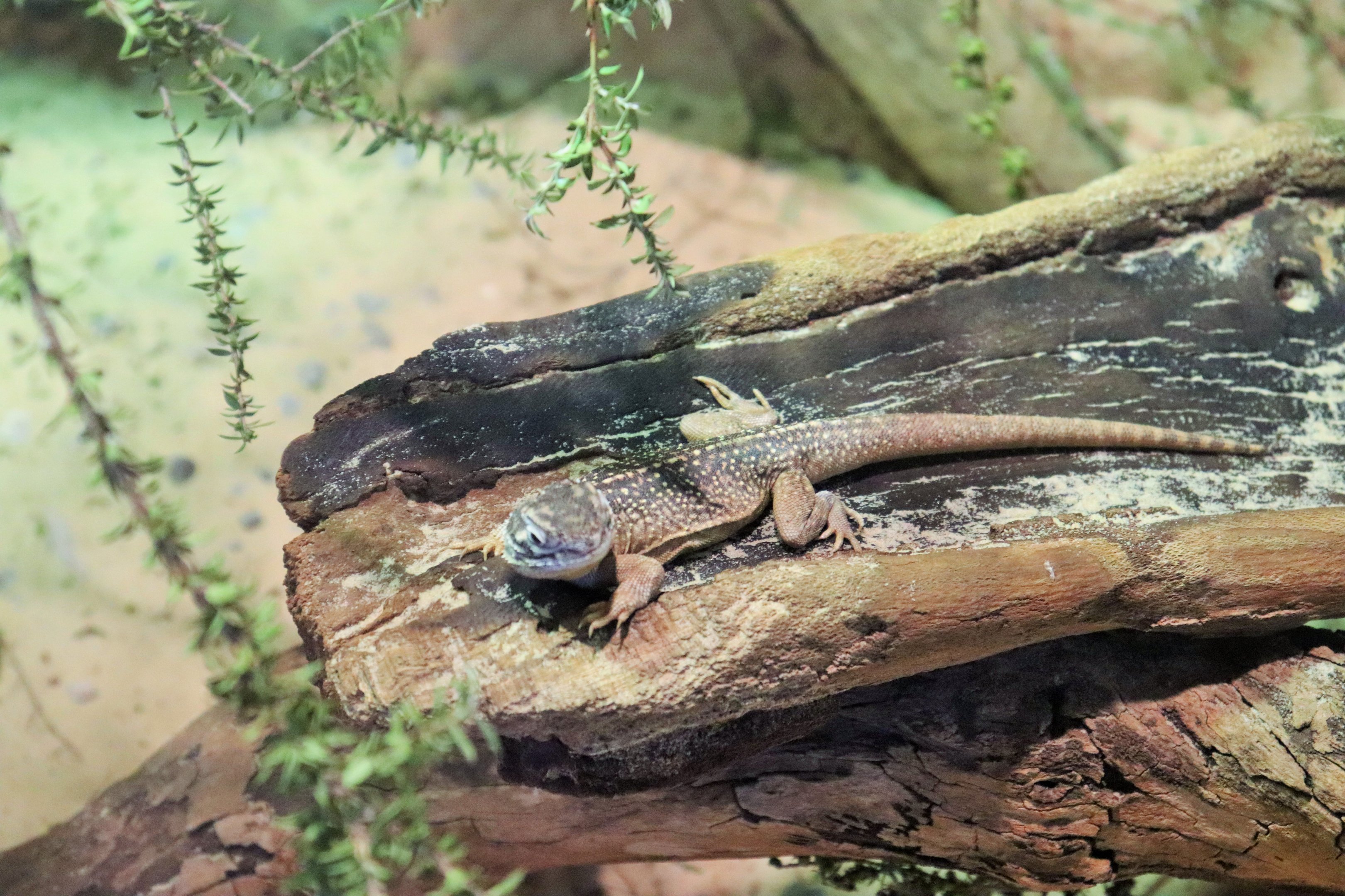 Central Netted Dragon (Ctenophorus nuchalis)