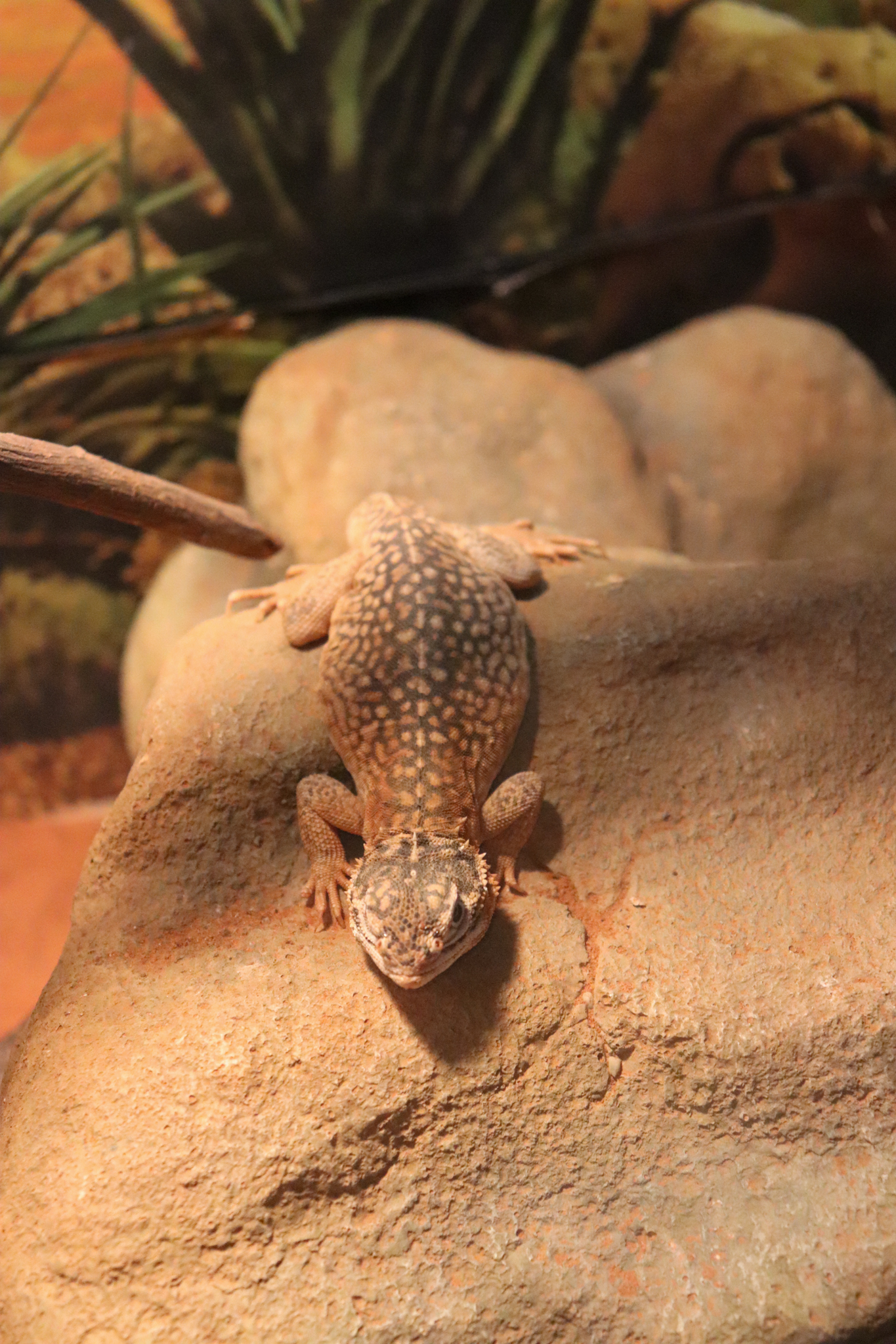 Central Netted Dragon (Ctenophorus nuchalis)