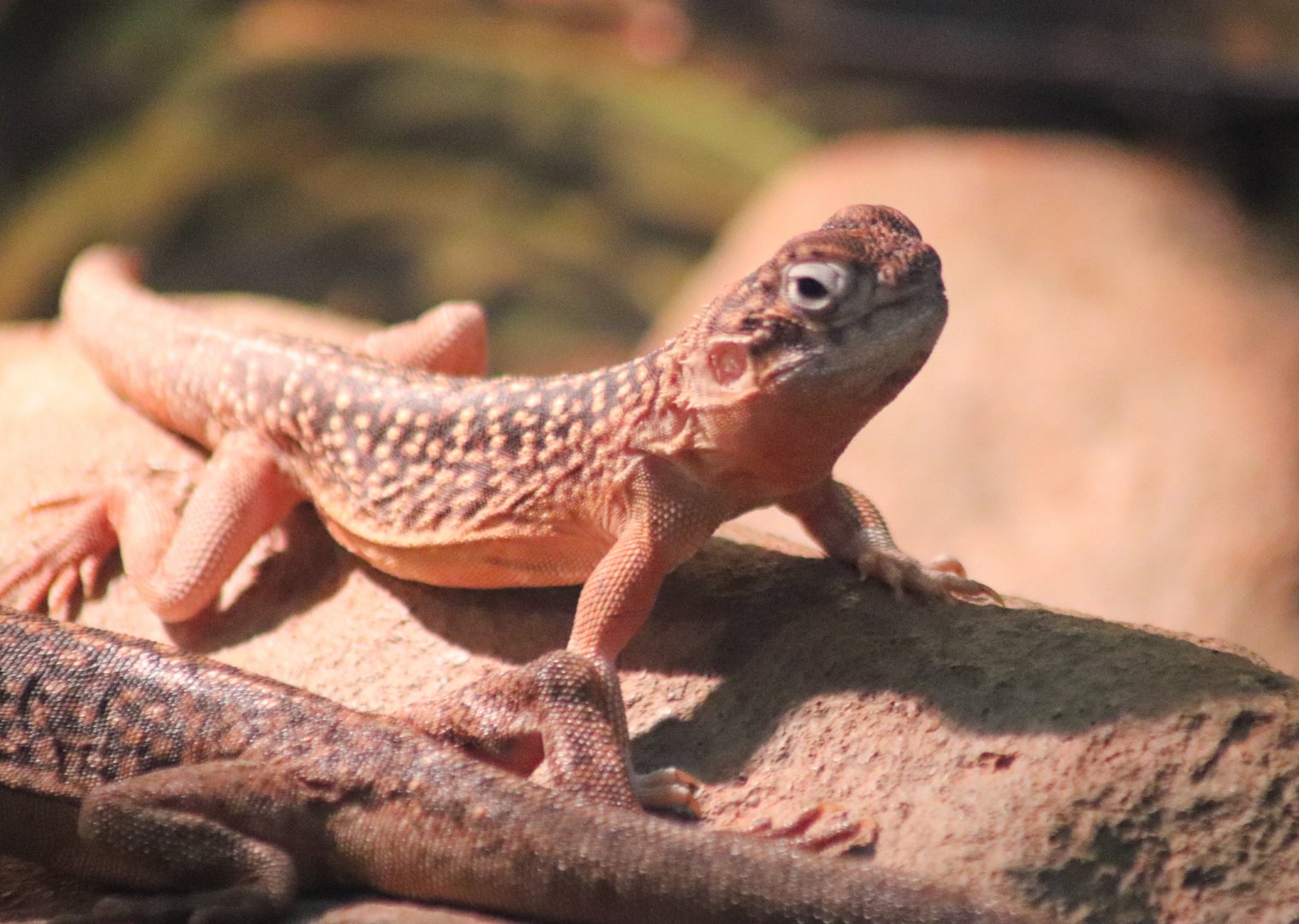 Central Netted Dragon (Ctenophorus nuchalis)