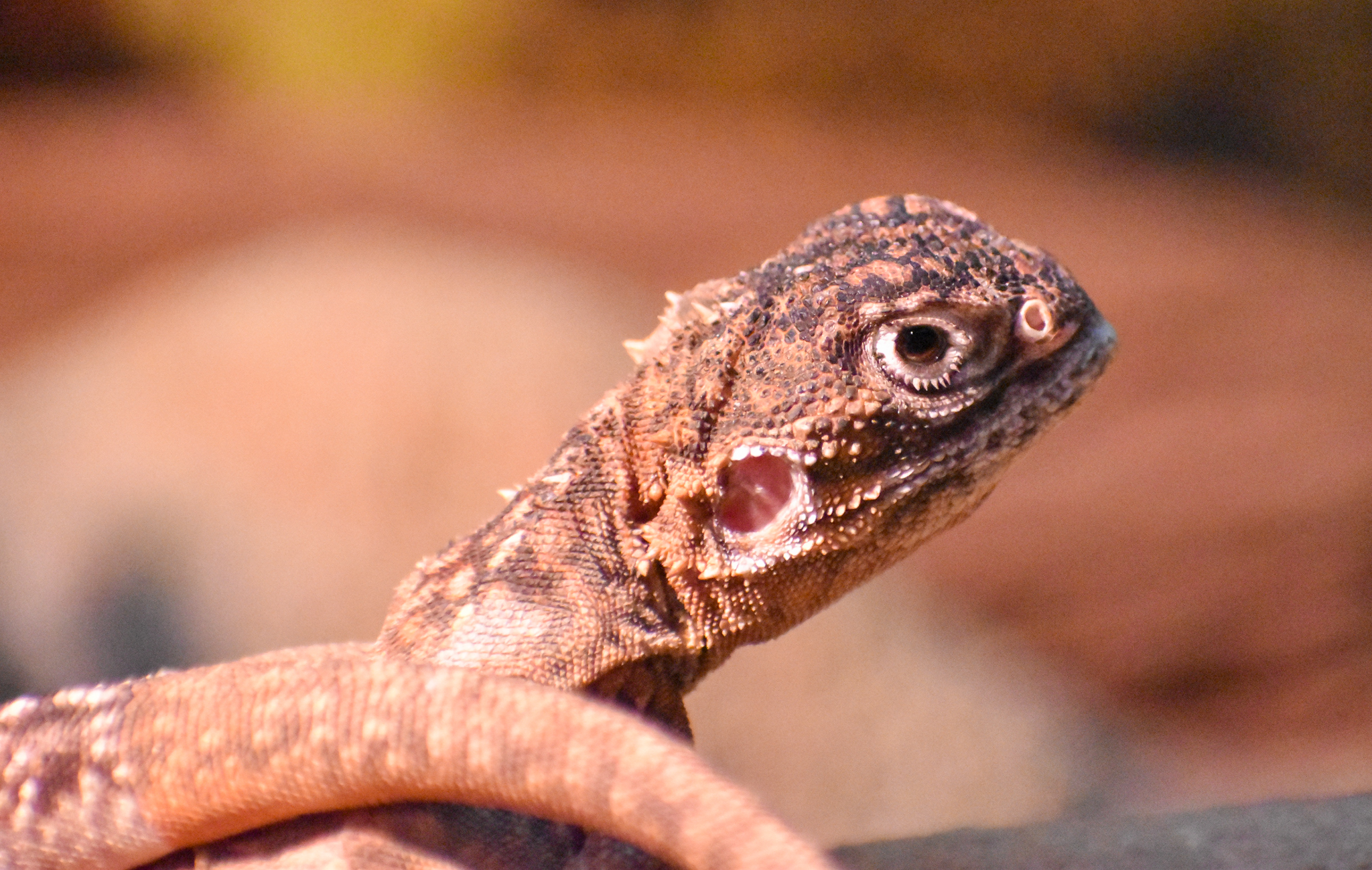 Central Netted Dragon (Ctenophorus nuchalis)