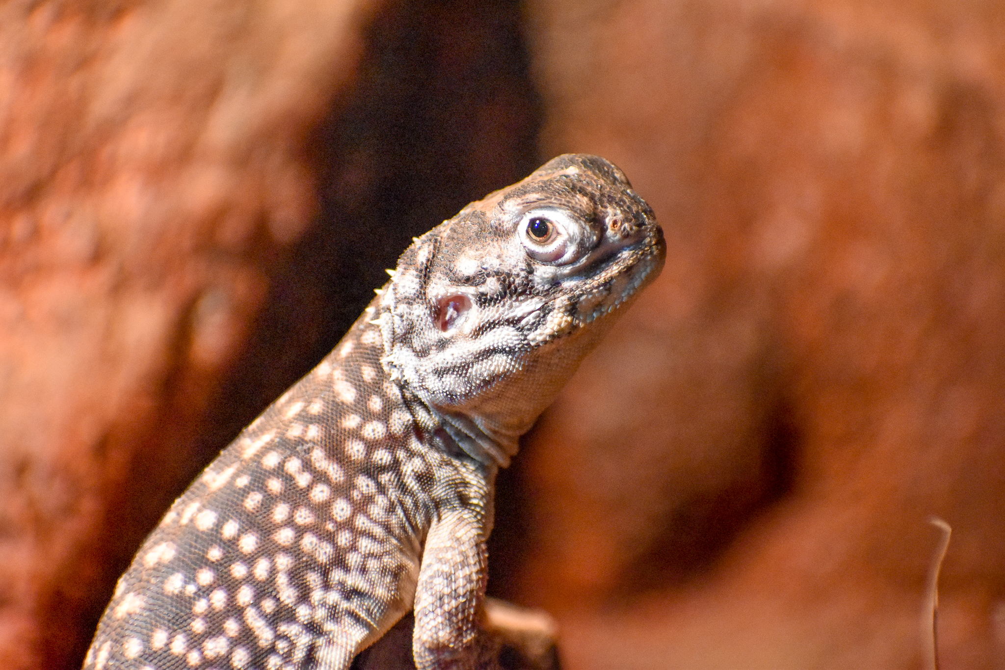 Central Netted Dragon (Ctenophorus nuchalis)