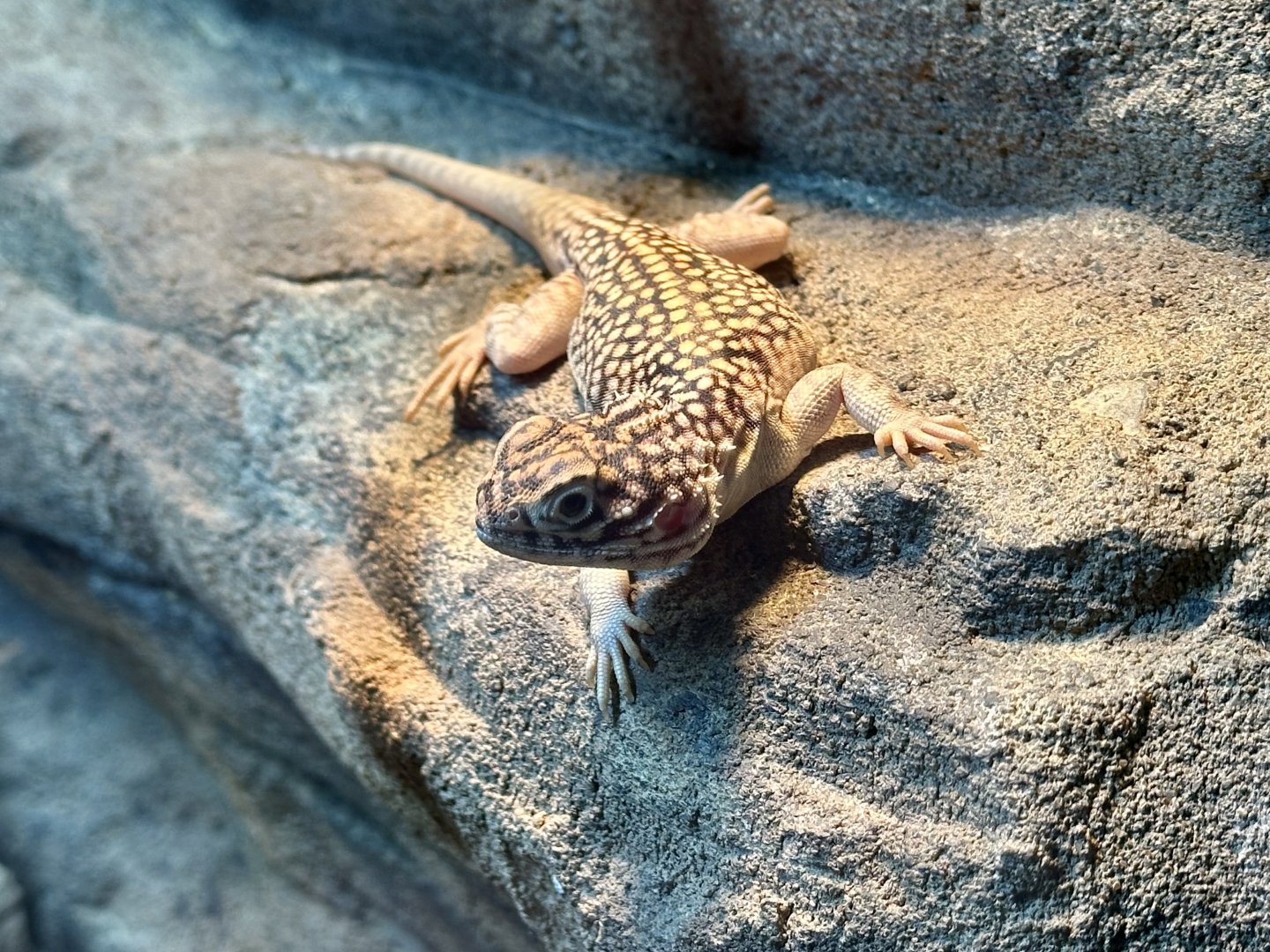 Central netted dragon (Ctenophorus nuchalis)