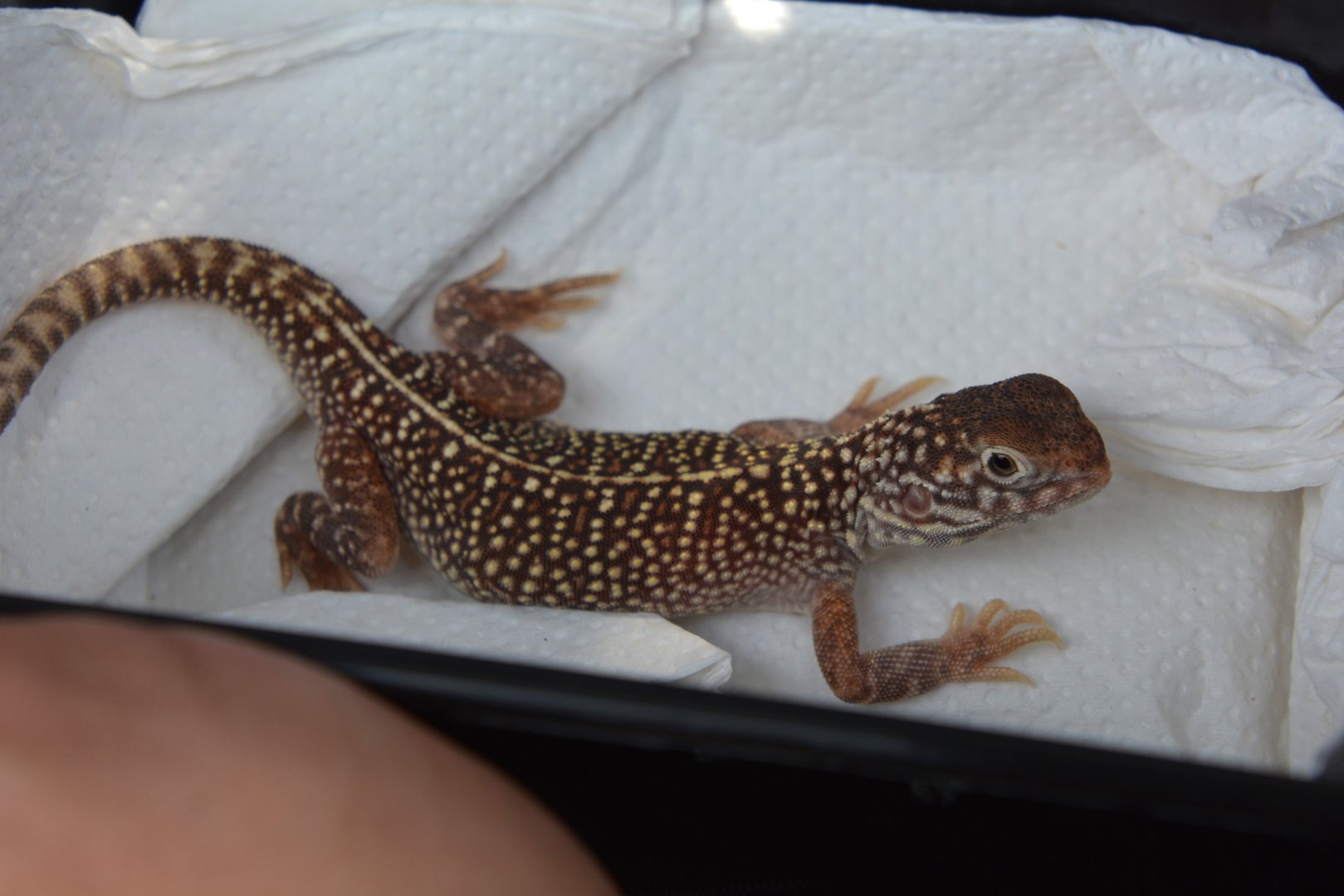 Central netted dragon (Ctenophorus nuchalis)