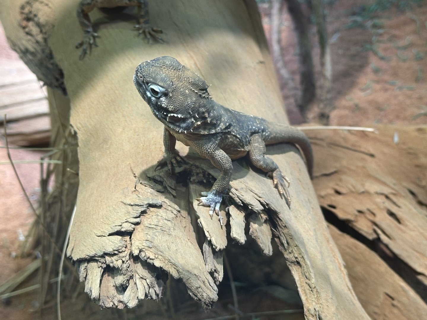 Central netted dragon (Ctenophorus nuchalis)