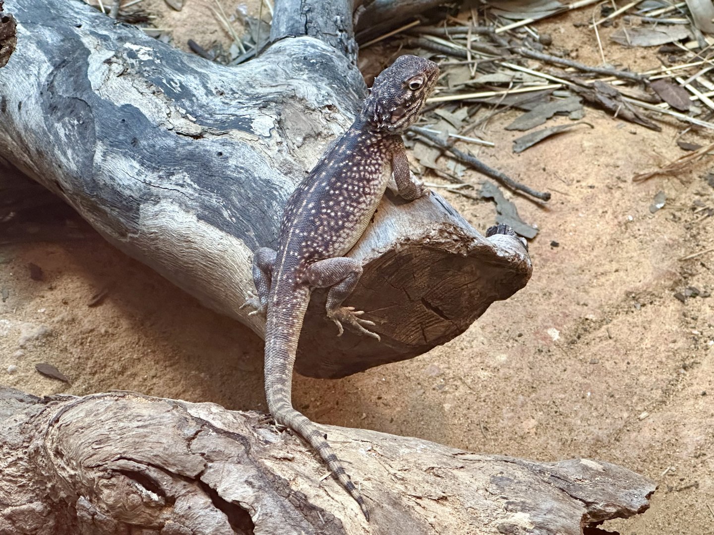Central netted dragon (Ctenophorus nuchalis)