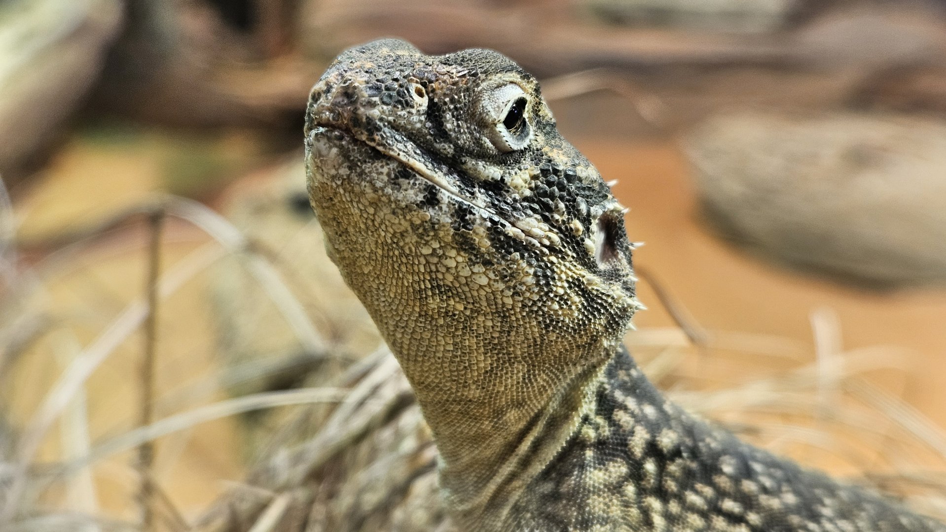 Central Netted Dragon - Ctenophorus nuchalis