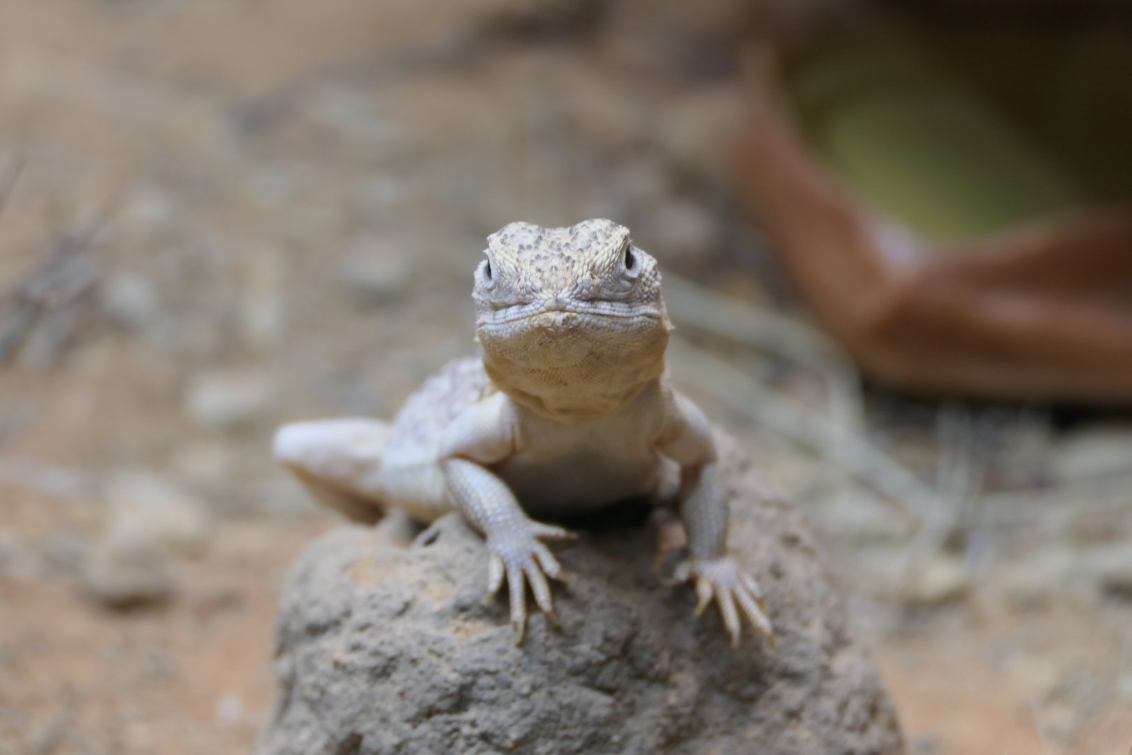 Central Netted Dragon (Ctenophorus nuchalis)