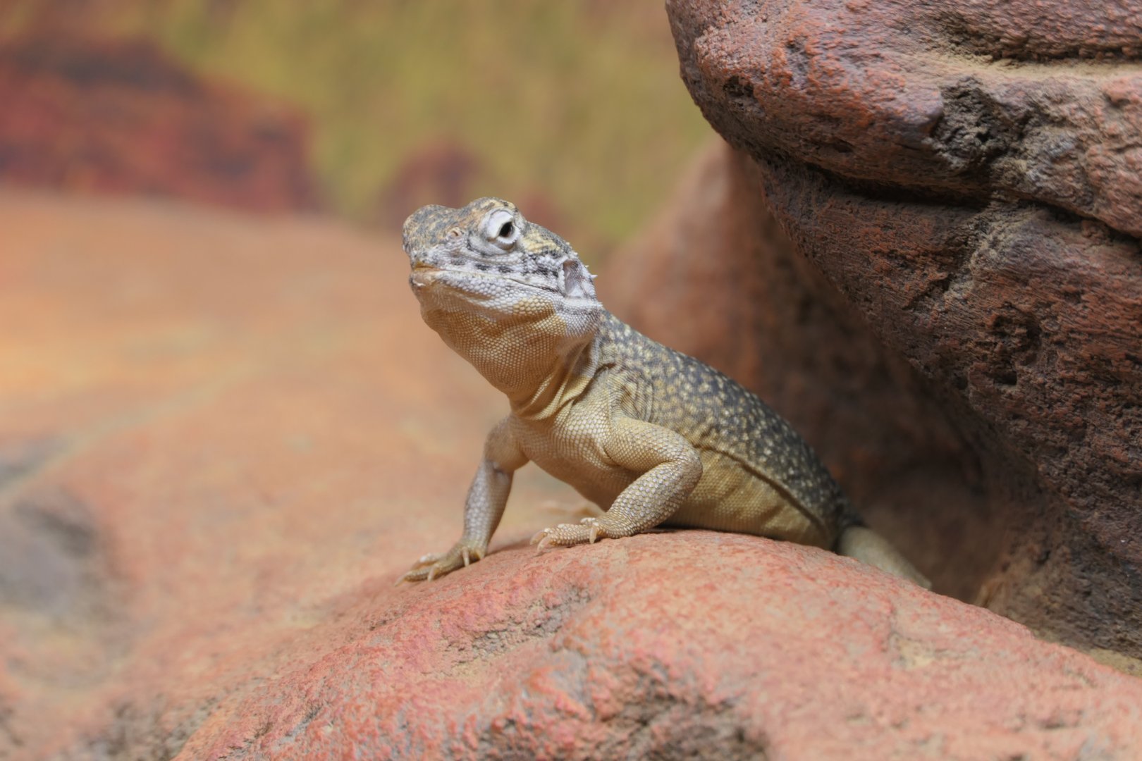 Central Netted Dragon (Ctenophorus nuchalis)