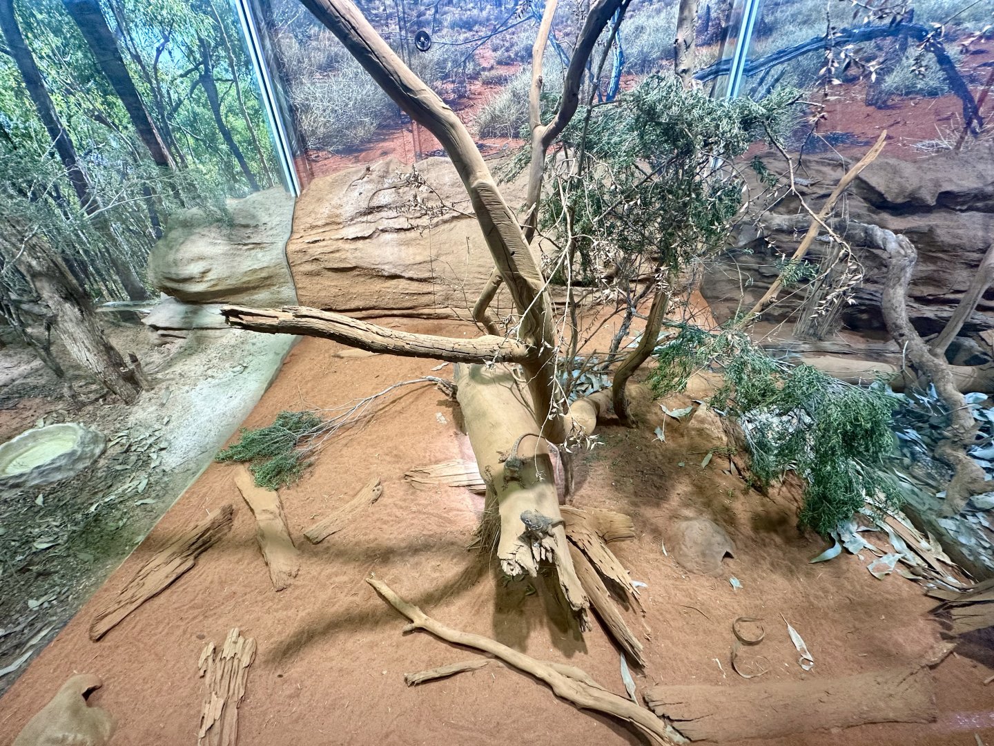 Central Netted Dragon Exhibit