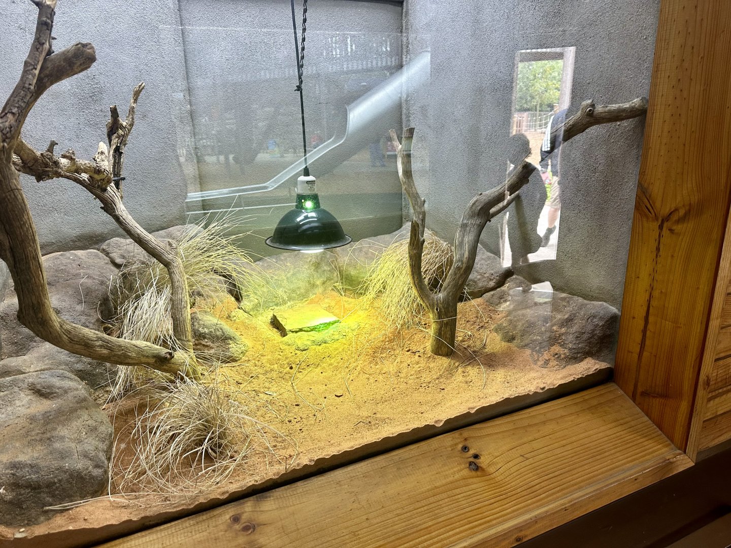 Central Netted Dragon Exhibit