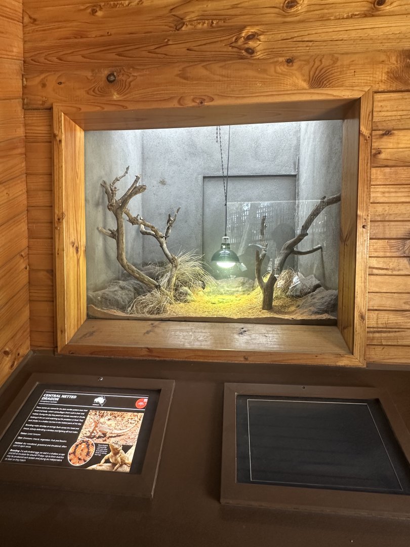 Central netted dragon exhibit
