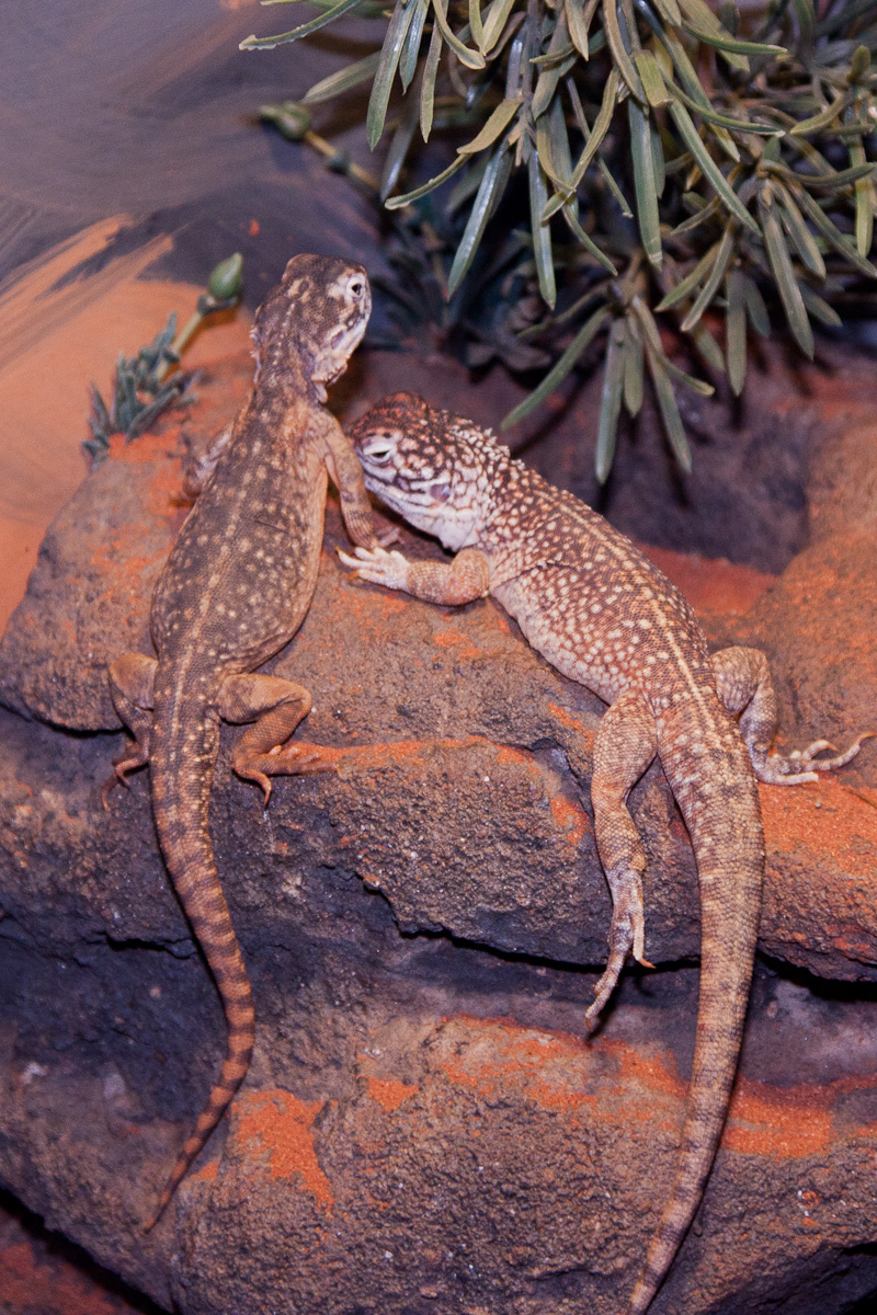 Central Netted Dragon, September 2011