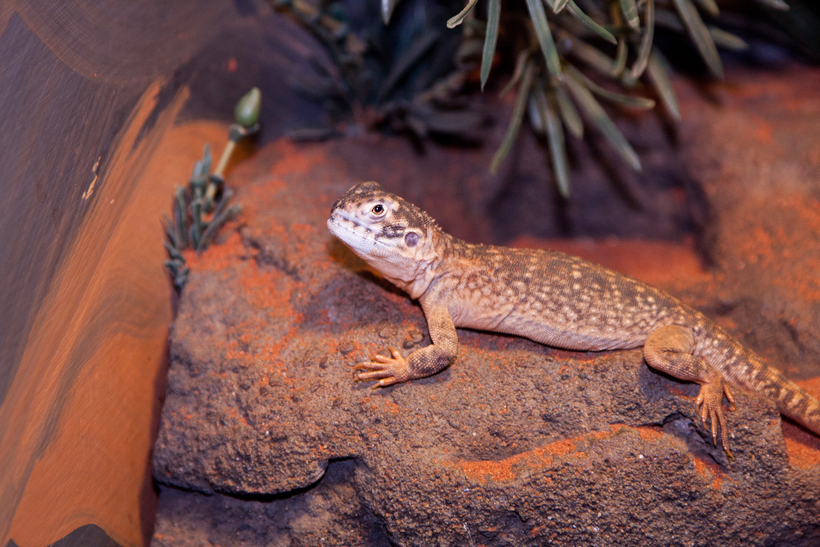 Central Netted Dragon, September 2011