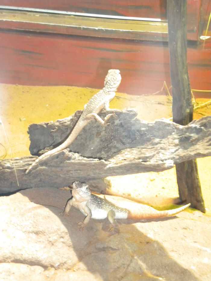 Central Netted Dragon