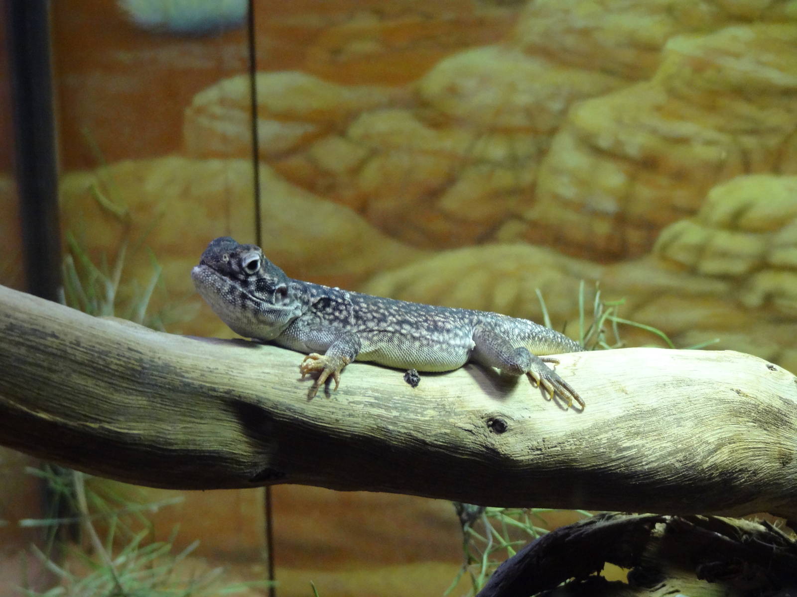 Central Netted Dragon