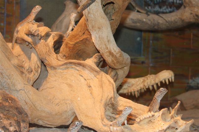 Central Netted Dragon