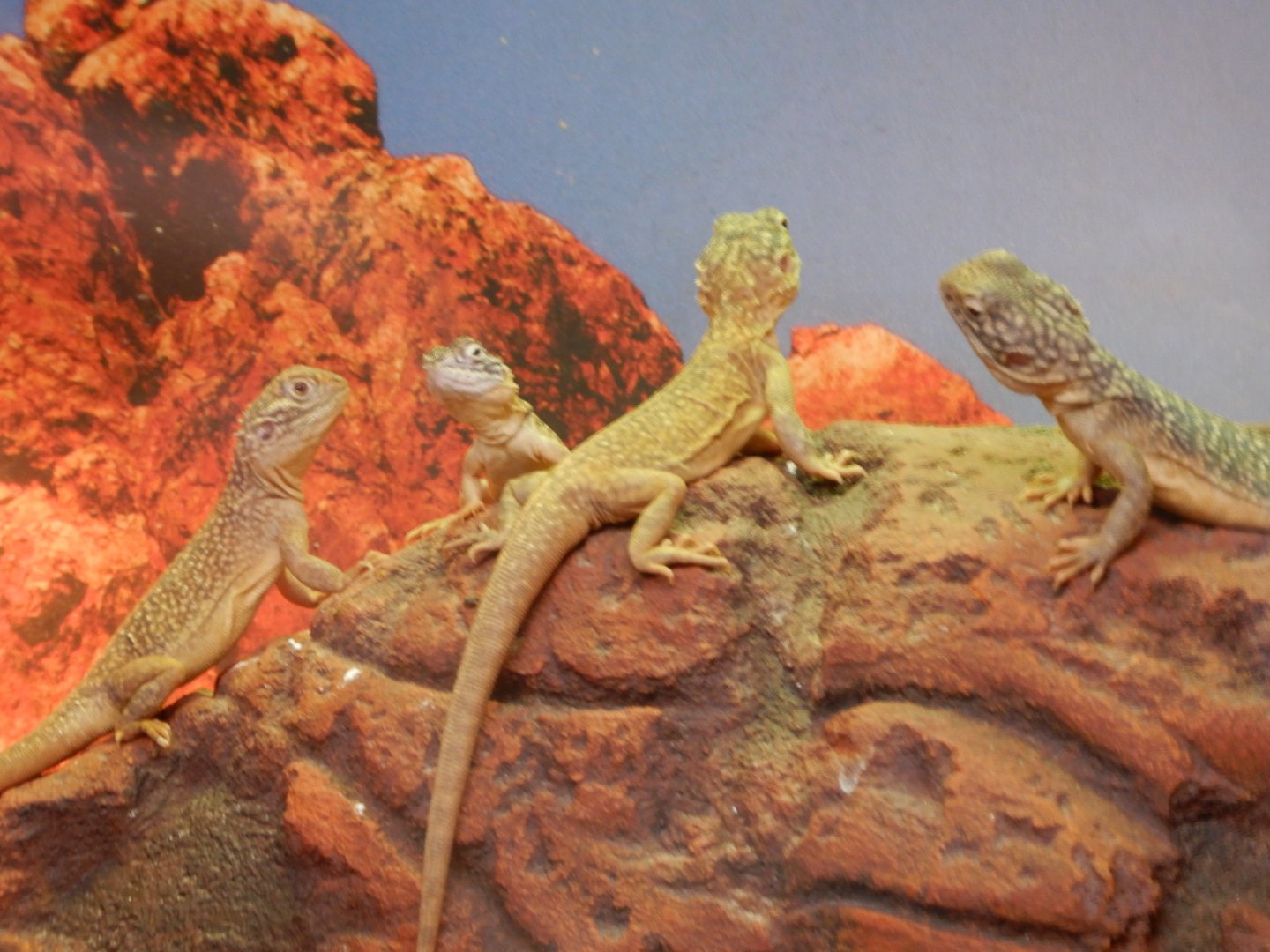 Central Netted Dragon