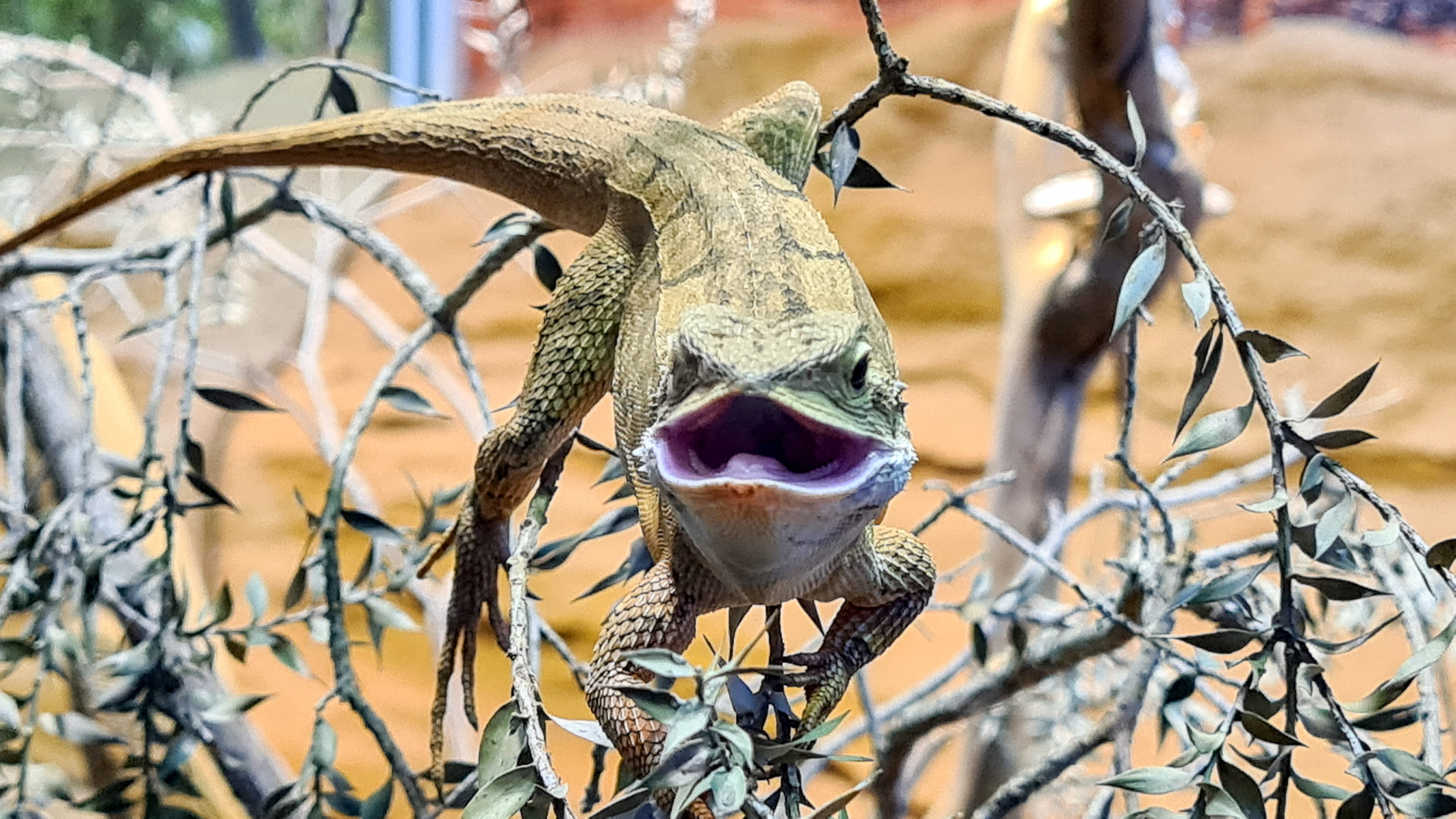 Central netted dragon?