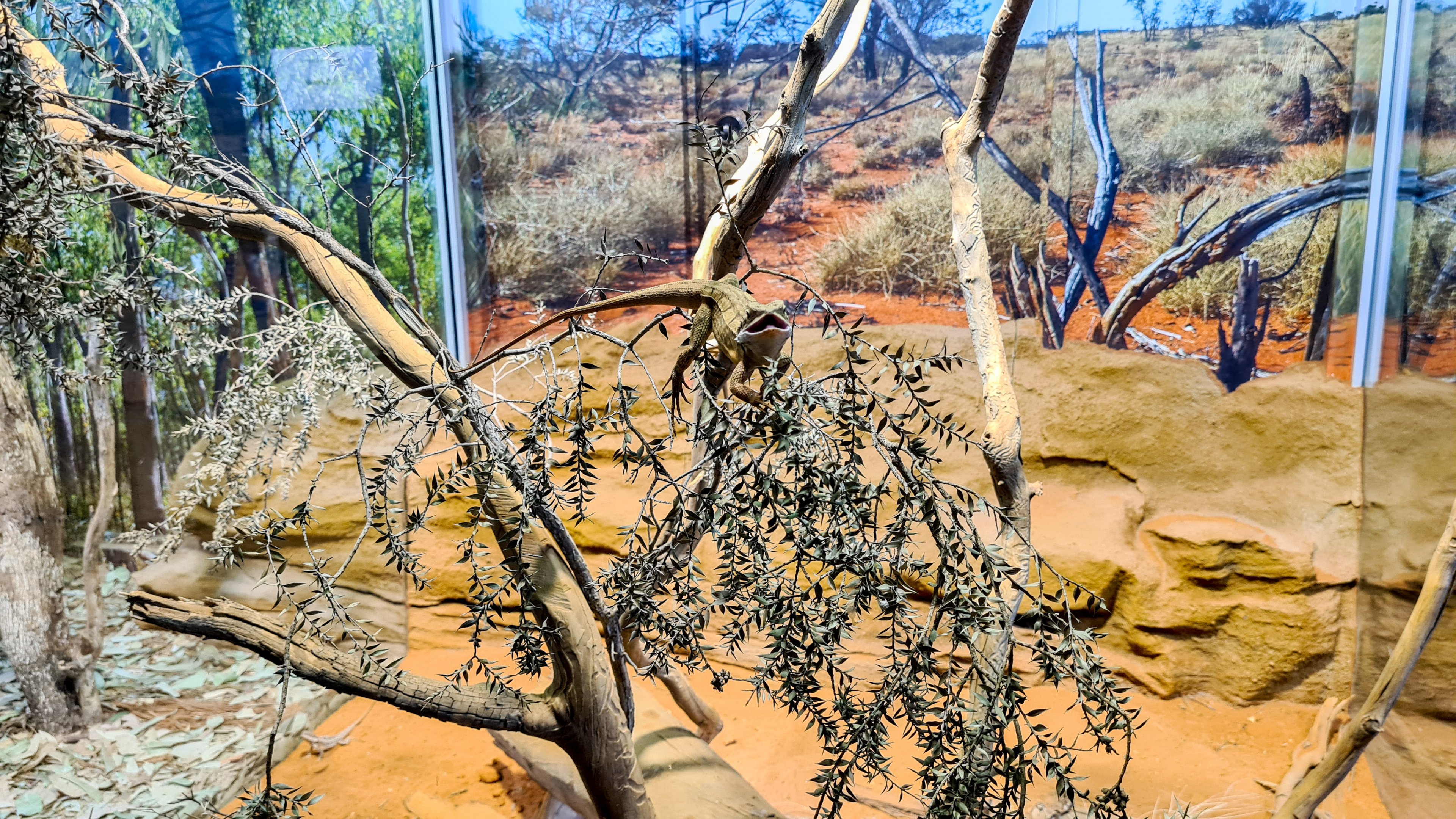 Central netted dragon?